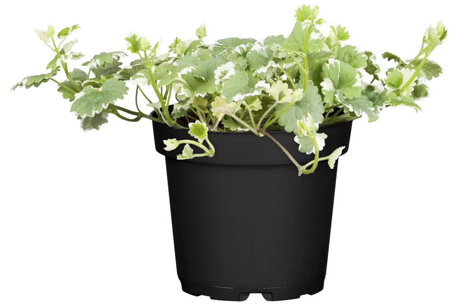 Glechoma hederacea 'Variegata'