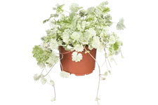 Glechoma hederacea 'Variegata'