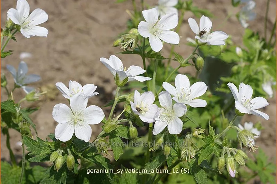 Geranium sylvaticum 'Album'