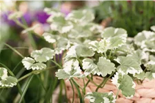 Glechoma hederacea 'Variegata'