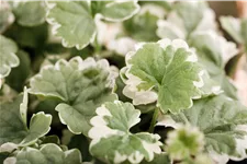 Glechoma hederacea 'Variegata'