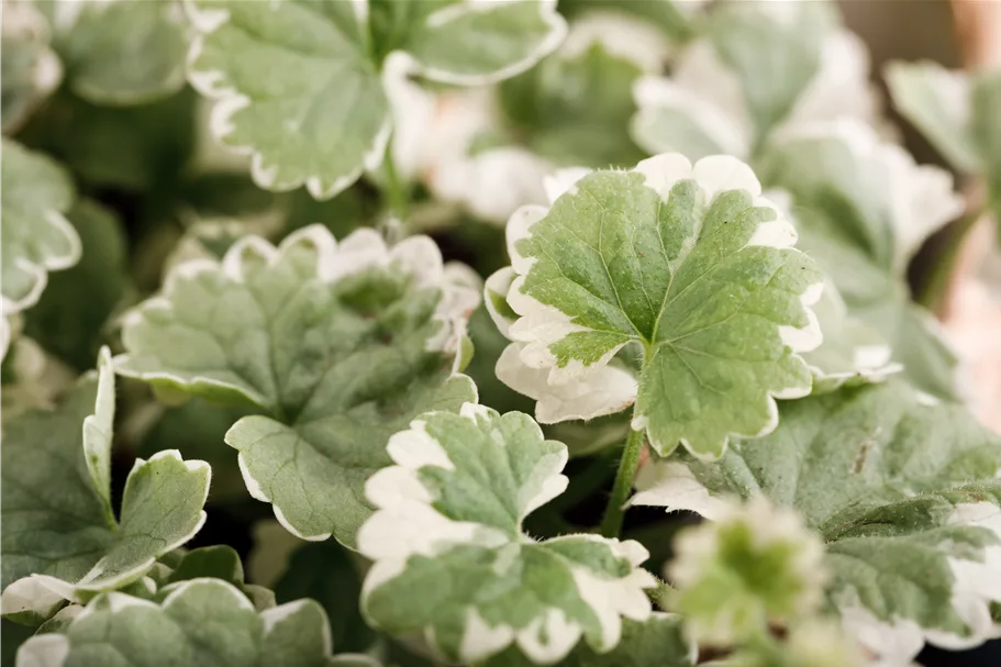 Glechoma hederacea 'Variegata'