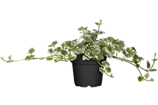 Glechoma hederacea 'Variegata'