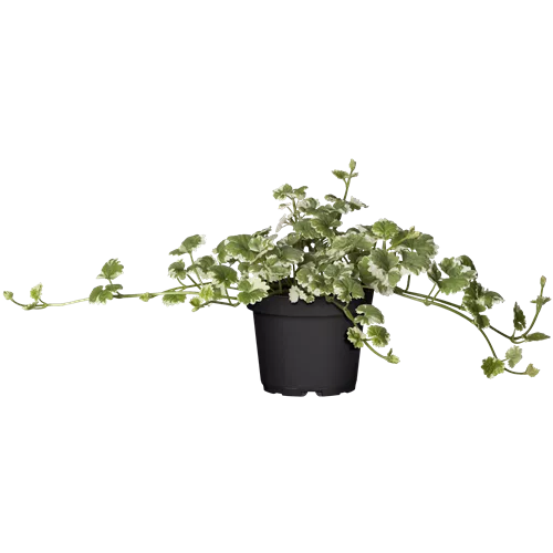 Glechoma hederacea 'Variegata'