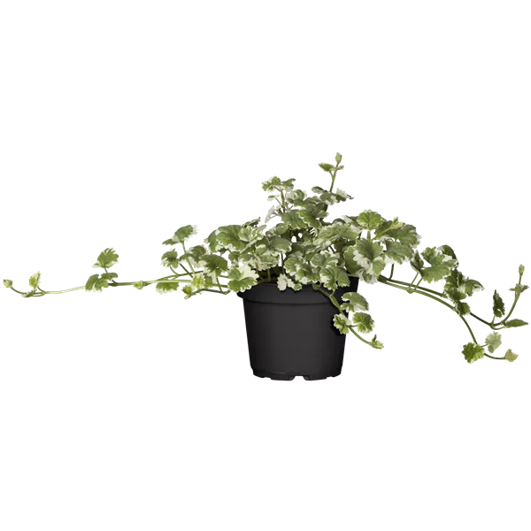 Glechoma hederacea 'Variegata'