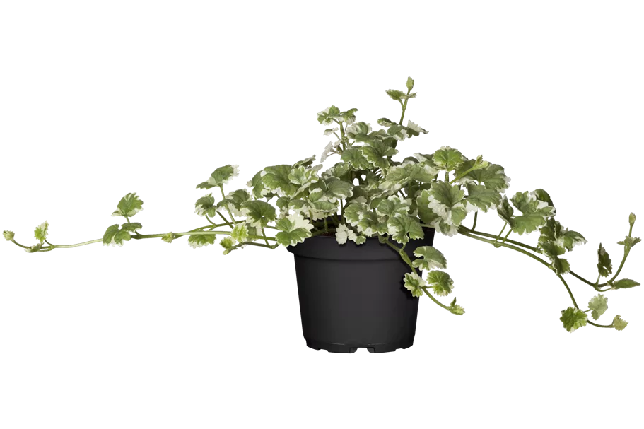 Glechoma hederacea 'Variegata'