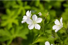 Geranium sylvaticum 'Album'