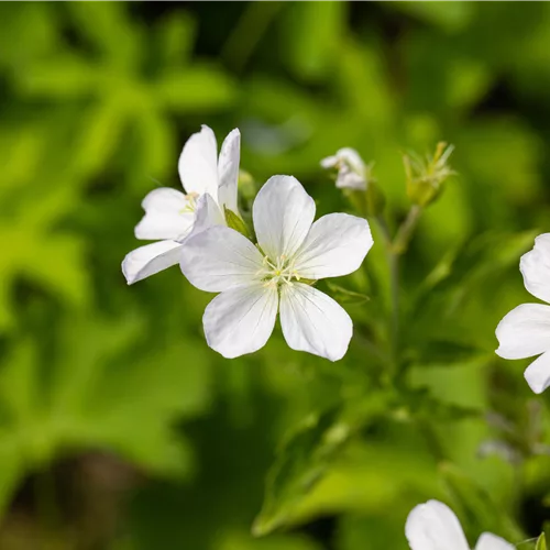 Geranium sylvaticum 'Album'