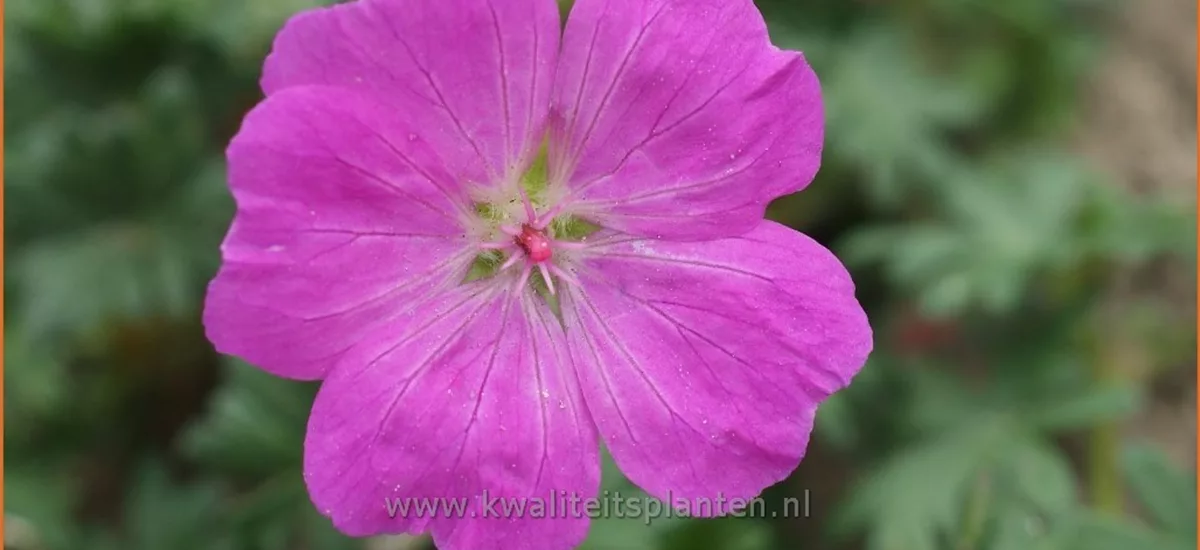 Geranium sanguineum 'Alan Bloom'