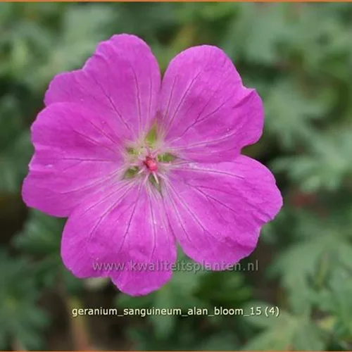 Geranium sanguineum 'Alan Bloom'