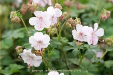 Geranium x cantabrigiense 'Biokovo'