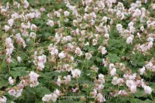 Geranium x cantabrigiense 'Biokovo'