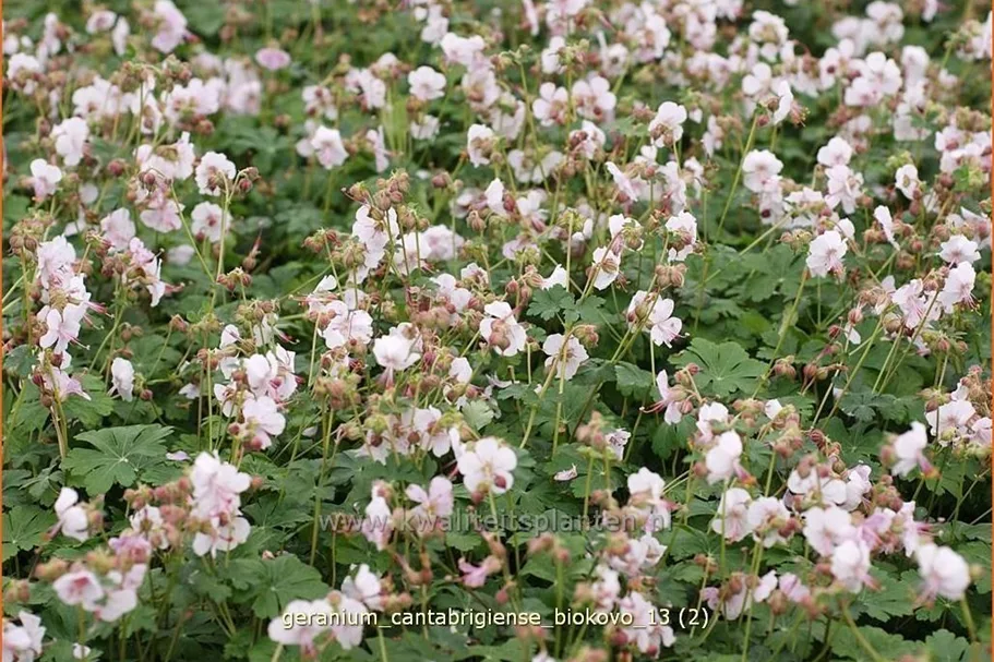 Geranium x cantabrigiense 'Biokovo'