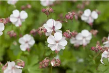 Geranium x cantabrigiense 'Biokovo'