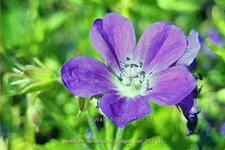 Geranium sylvaticum 'Bridget Lion'