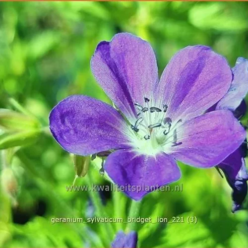 Geranium sylvaticum 'Bridget Lion'