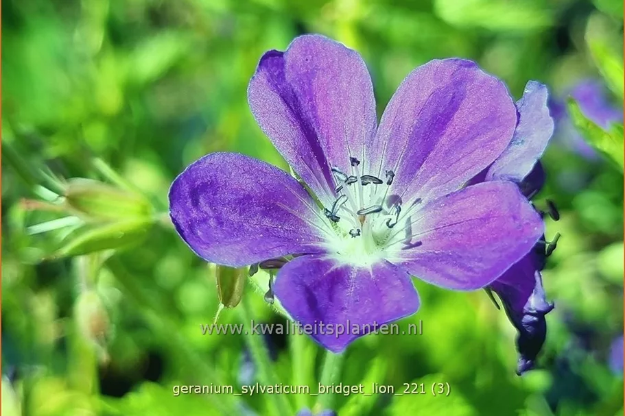 Geranium sylvaticum 'Bridget Lion'