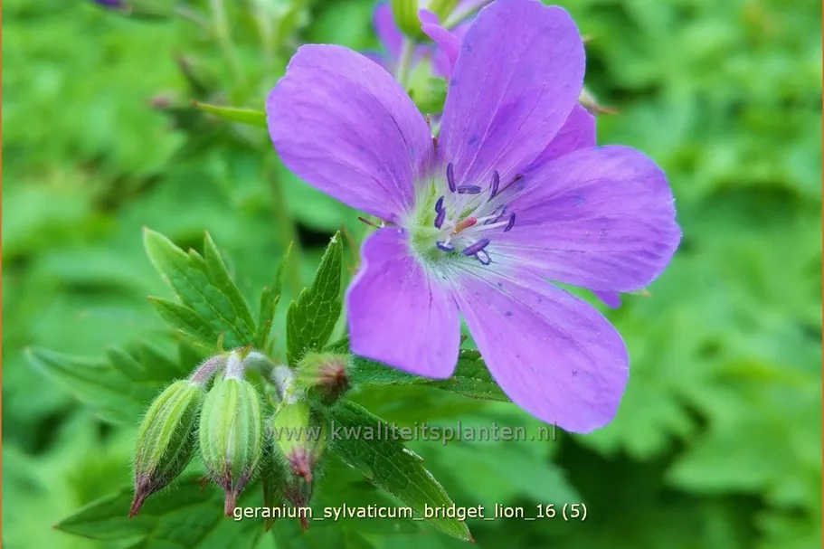 Geranium sylvaticum 'Bridget Lion'