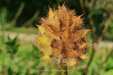 Glycyrrhiza yunnanensis