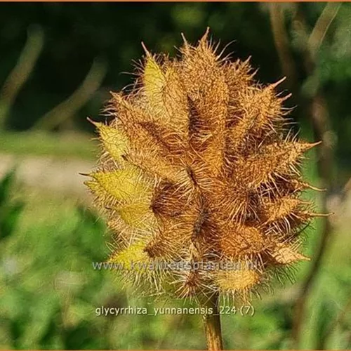 Glycyrrhiza yunnanensis