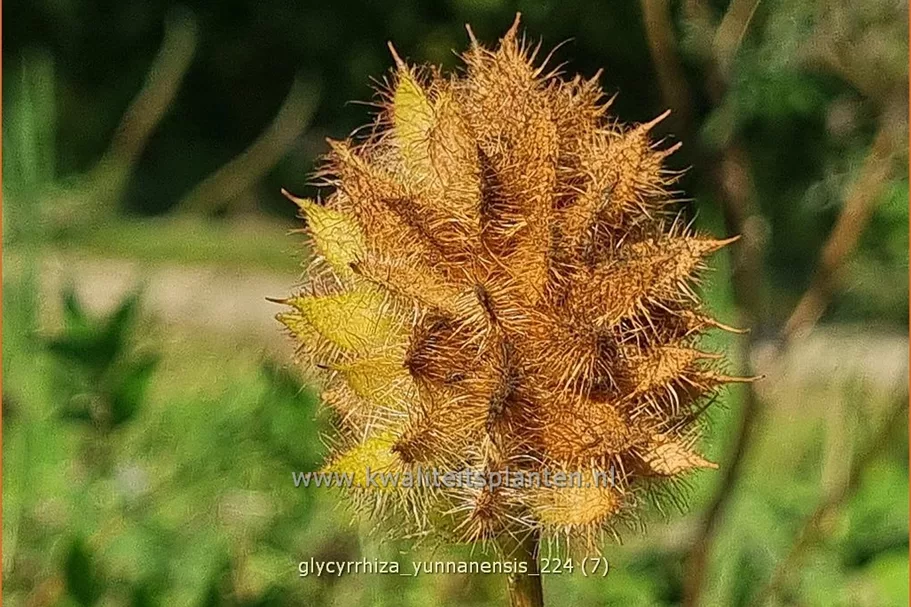 Glycyrrhiza yunnanensis