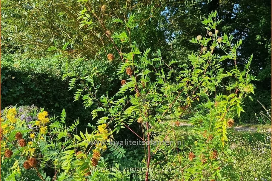 Glycyrrhiza yunnanensis