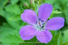 Geranium sylvaticum 'Bridget Lion'