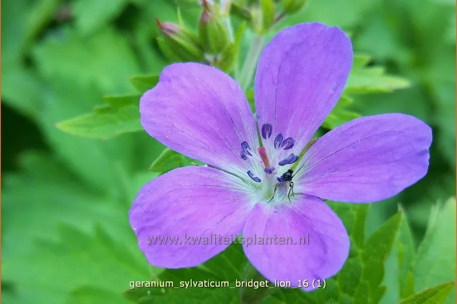 Geranium sylvaticum 'Bridget Lion'