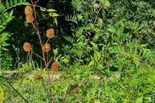 Glycyrrhiza yunnanensis