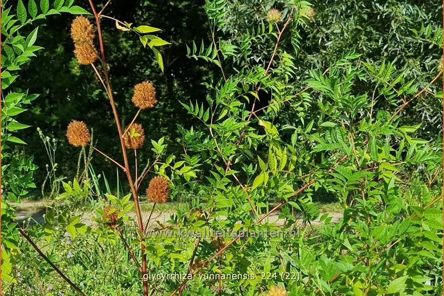 Glycyrrhiza yunnanensis
