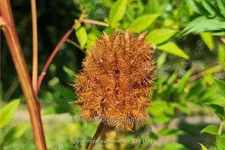 Glycyrrhiza yunnanensis