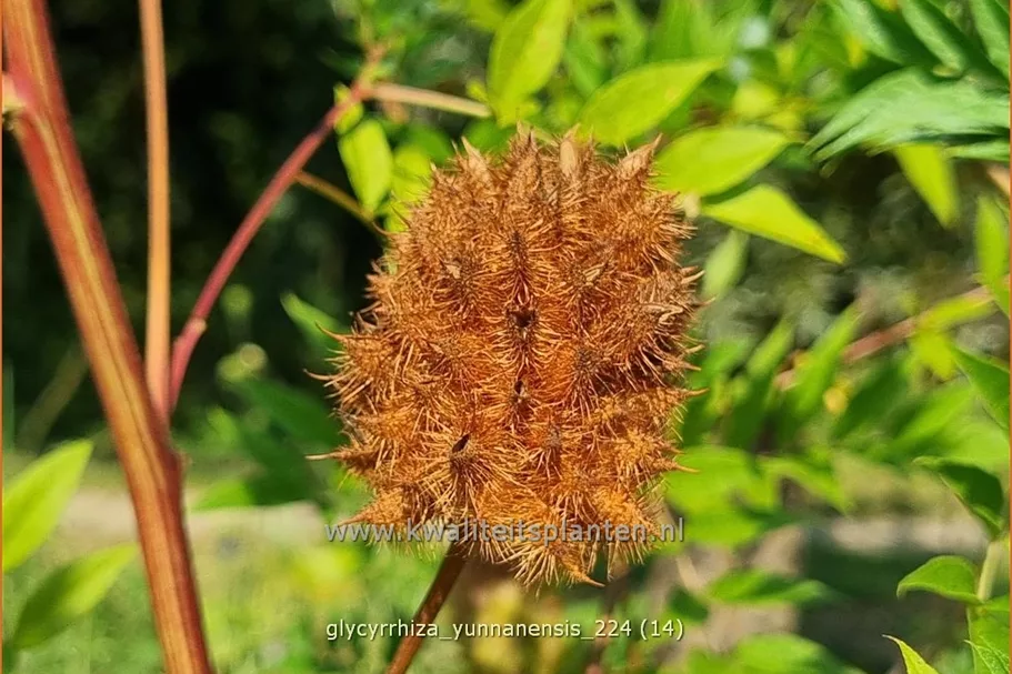 Glycyrrhiza yunnanensis