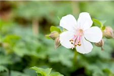 Geranium x cantabrigiense 'Biokovo'