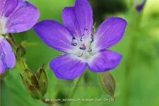 Geranium sylvaticum 'Bridget Lion'