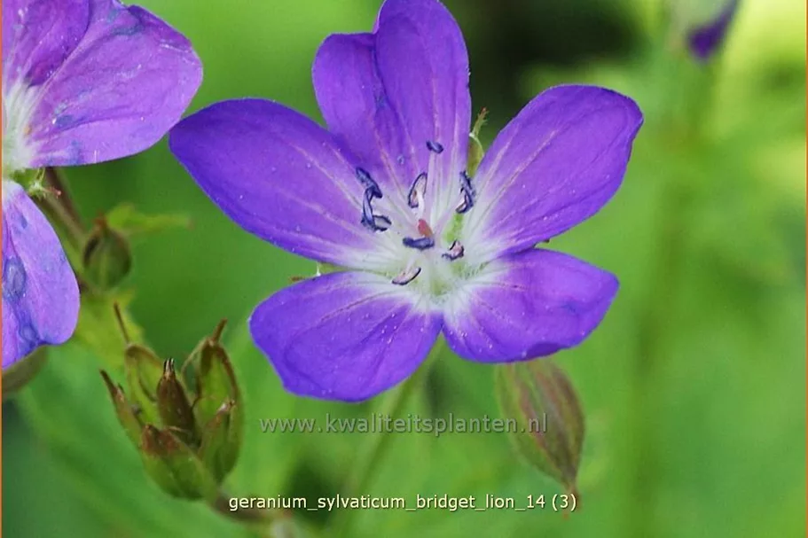Geranium sylvaticum 'Bridget Lion'