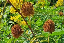 Glycyrrhiza yunnanensis