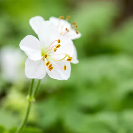 Geranium x cantabrigiense 'Biokovo'