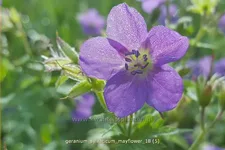 Geranium sylvaticum 'Mayflower'