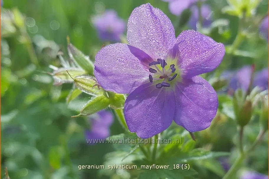 Geranium sylvaticum 'Mayflower'