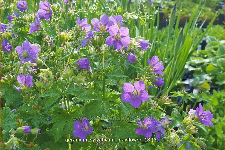 Geranium sylvaticum 'Mayflower'