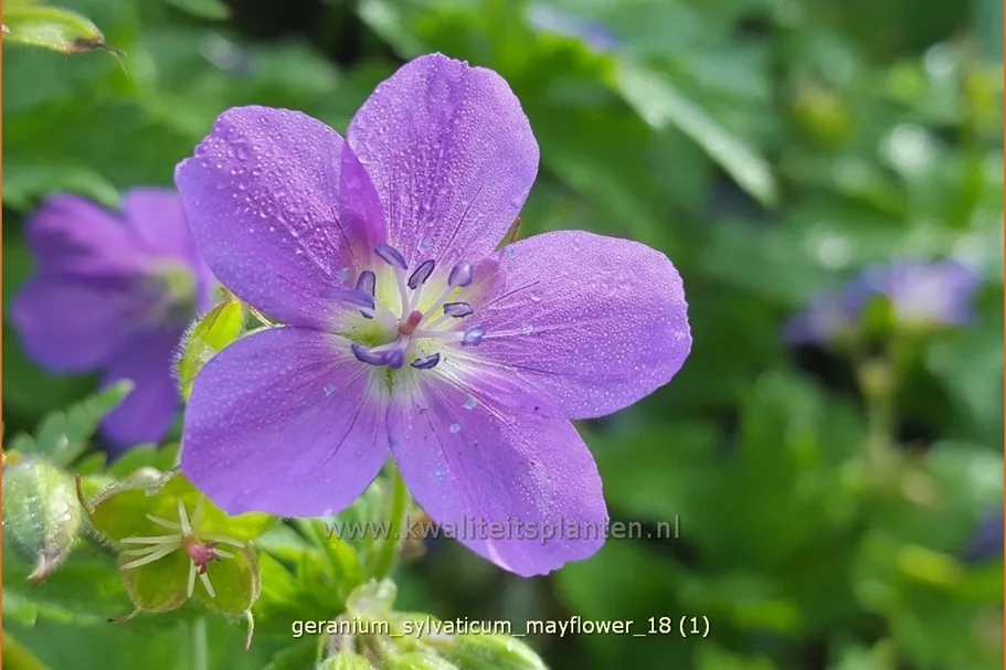 Geranium sylvaticum 'Mayflower'