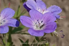 Geranium sylvaticum 'Mayflower'