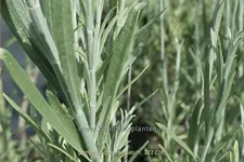 Gomphostigma virgatum