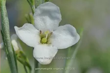 Gomphostigma virgatum