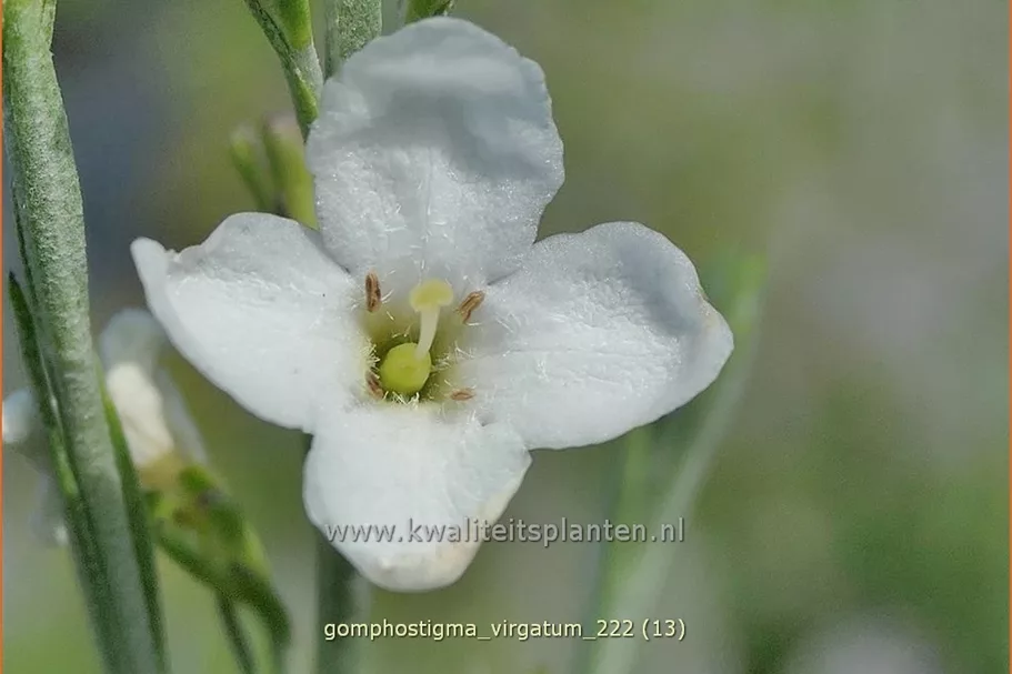 Gomphostigma virgatum