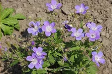 Geranium sylvaticum 'Mayflower'