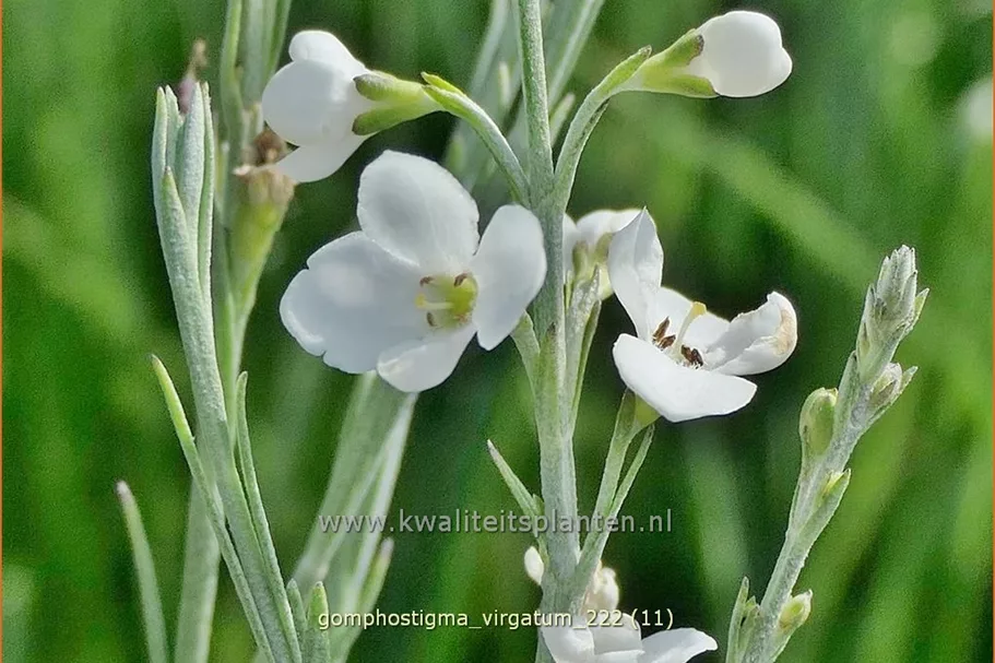 Gomphostigma virgatum