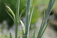 Gomphostigma virgatum