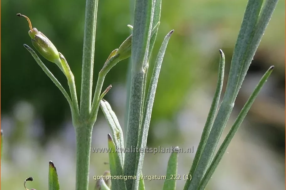 Gomphostigma virgatum