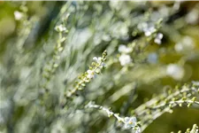 Gomphostigma virgatum